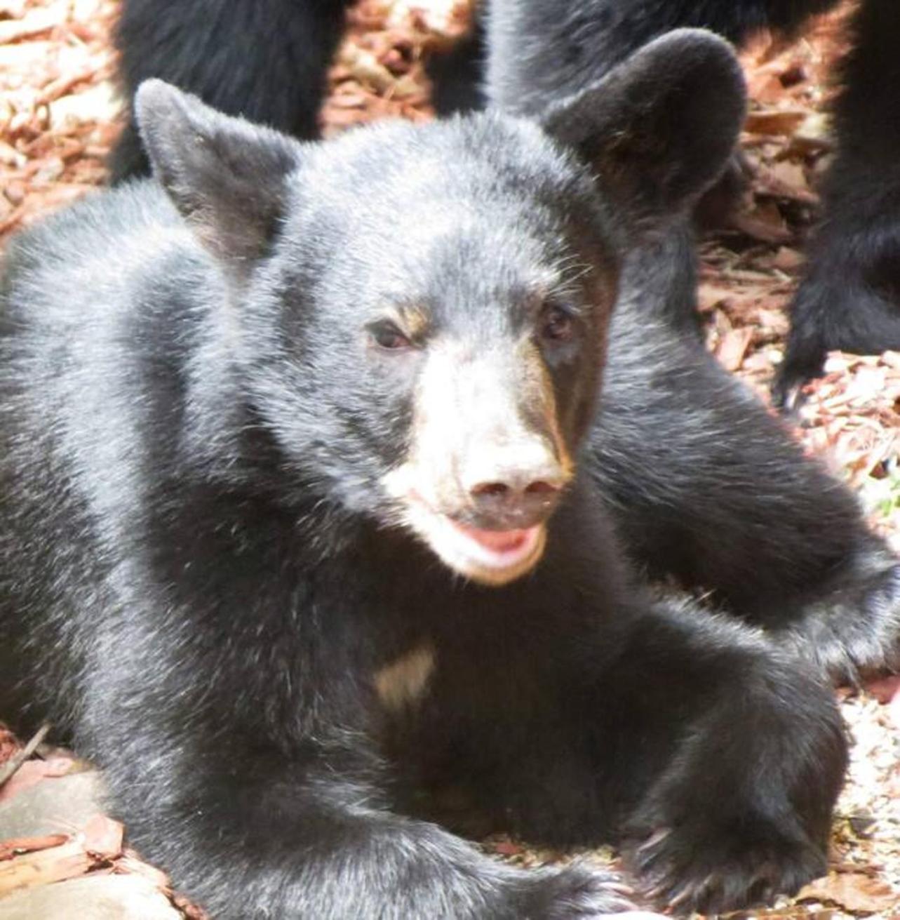 Romantic, Honeymoon In The Smokies! *