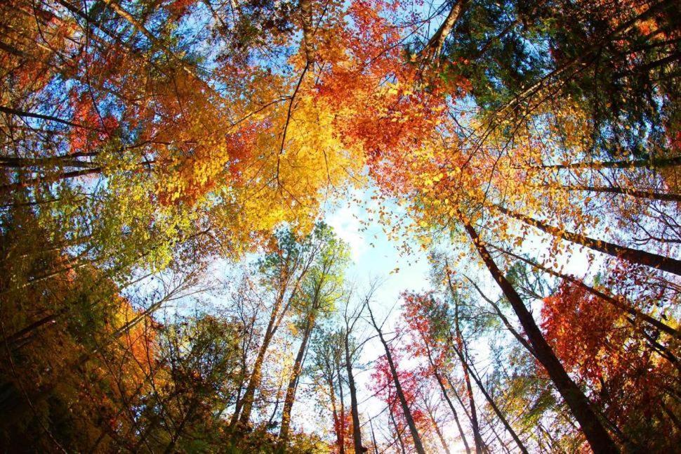 Romantic, Honeymoon In The Smokies! Gatlinburg